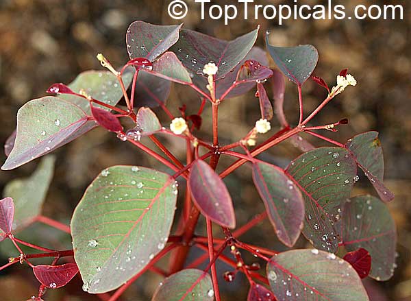 Euphorbia cotinifolia, Red spurge, Mexican shrubby Spurge, Caribbean Copper Plant