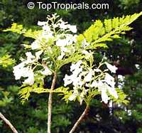Jacaranda mimosifolia, Jacaranda acutifolia, Jacaranda

Click to see full-size image