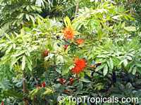 Brownea macrophylla, Panama Flame Tree, Rose of Venezuela 

Click to see full-size image