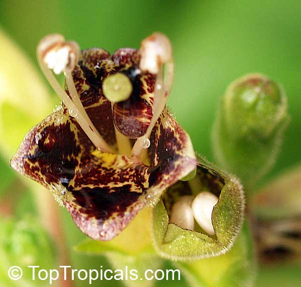 Rhytidophyllum tomentosum, Gesneria tomentosa , Hairy Gesneria