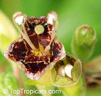Rhytidophyllum tomentosum, Gesneria tomentosa , Hairy Gesneria

Click to see full-size image