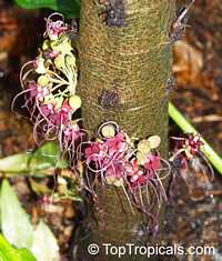 Herrania purpurea, Monkey Cocoa 

Click to see full-size image
