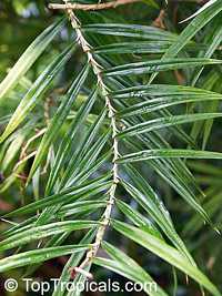 Freycinetia cumingiana, Freycinetia multiflora, Climbing Pandanus, Flowering Pandanus