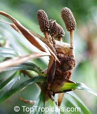 Freycinetia cumingiana, Freycinetia multiflora, Climbing Pandanus, Flowering Pandanus

Click to see full-size image