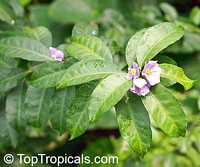 Solanum conocarpum , Marron Bacoba

Click to see full-size image
