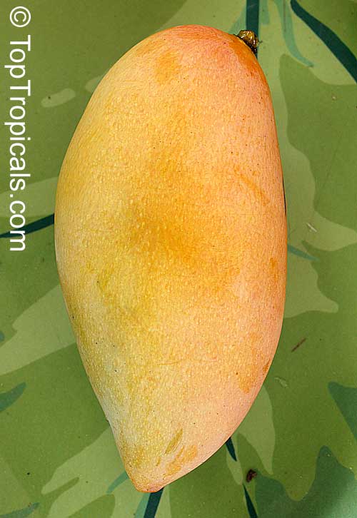 Mangifera indica, Mango. Mango Nam Doc Mai