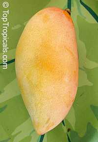 Mangifera indica - Nam Doc Mai Mango, Large size, Grafted

Click to see full-size image