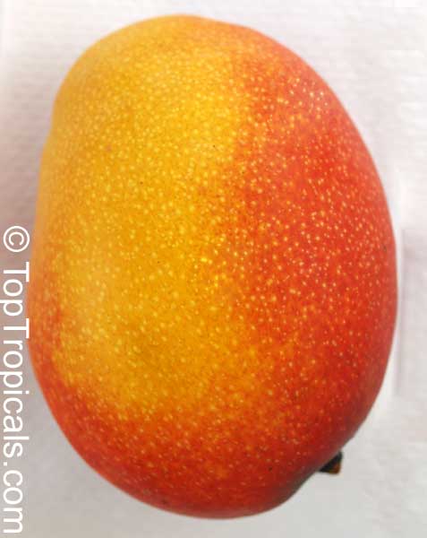 Mangifera indica, Mango. Mango Sunset
