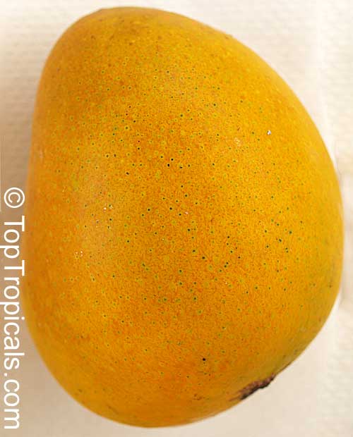 Mangifera indica, Mango. Mango Fairchild