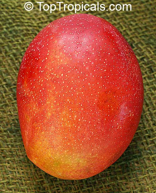 Mangifera indica, Mango. Mango Ah Ping
