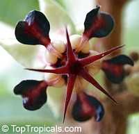 Theobroma grandiflorum, Cupuasu, Copoasu, Cupuacu

Click to see full-size image