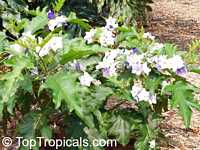 Solanum macranthum, Solanum wrightii, Giant Potato Tree

Click to see full-size image