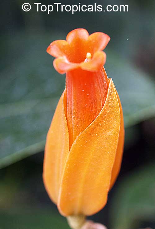 Juanulloa aurantiaca, Juanulloa mexicana, Gold Finger Plant, Mexican Spoon Flower