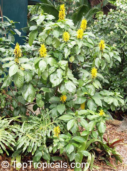 Justicia aurea, Jacobina aurea, Jacobinia aurea, Yellow Jacobinia, Golden Plume