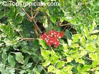 Leea coccinea, Red Leea, West Indian Holly, Hawaiian Holly

Click to see full-size image
