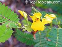 Chamaecrista sp., Wild Sensitive Plant, Partridge Pea 