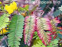 Chamaecrista sp., Wild Sensitive Plant, Partridge Pea 

Click to see full-size image