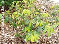 Chamaecrista sp., Wild Sensitive Plant, Partridge Pea 