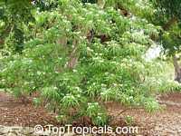 Alstonia venenata, Sinnappalai, Devil Tree

Click to see full-size image