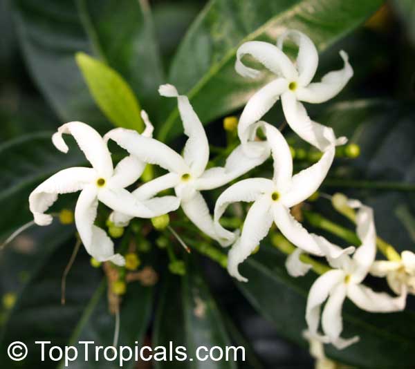 Tabernaemontana orientalis, Ervatamia orientalis, Ervatamia pubescens, Ervatamia floribunda, Banana Bush, Native Gardenia