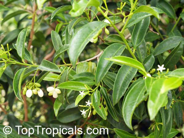 Vallesia antillana, Tear-shrub, Pearl Berry