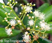 Pimenta racemosa, Caryophyllus racemosus, Bay Rum Tree

Click to see full-size image
