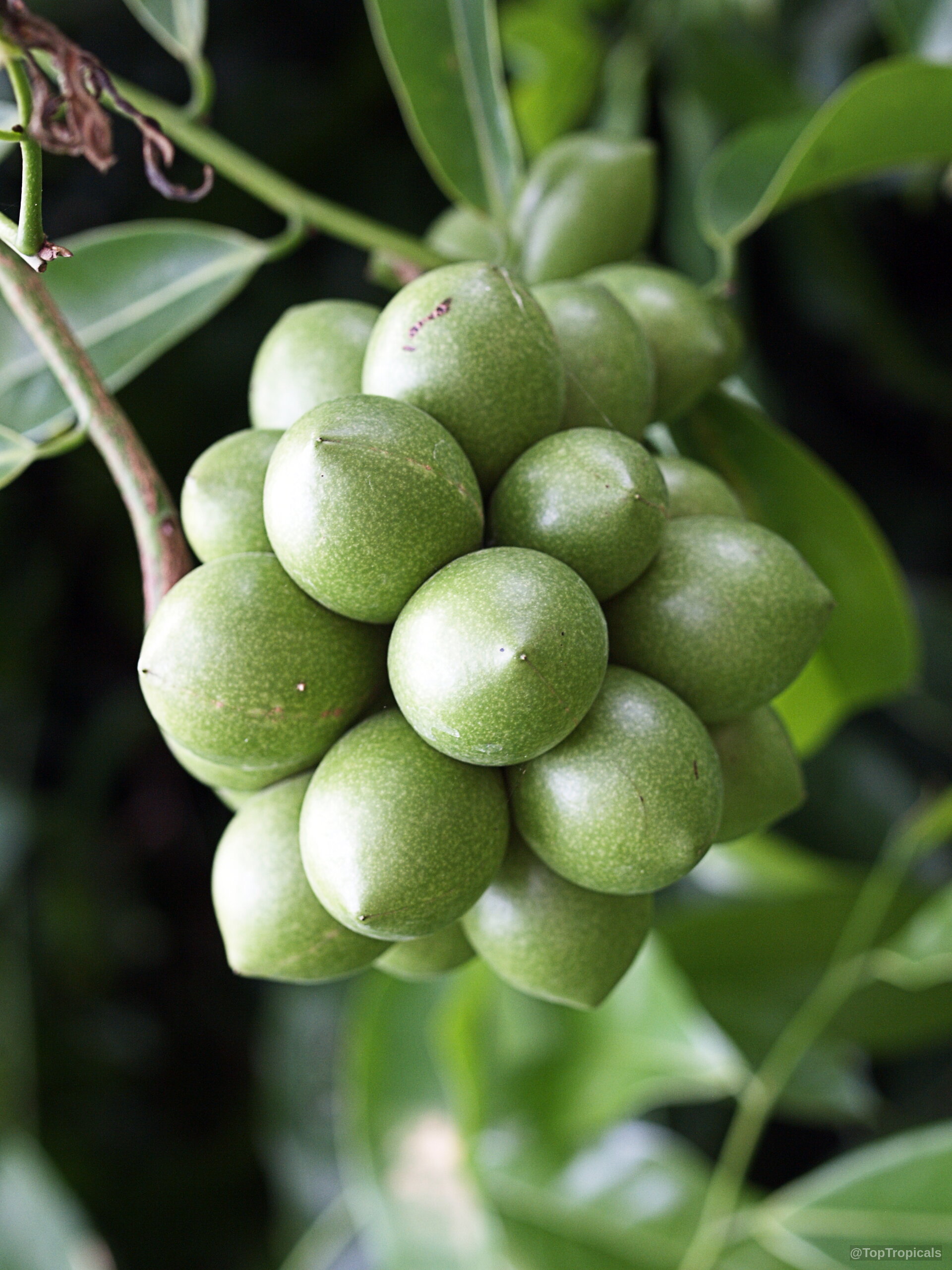 Artabotrys hexapetalus (Ylang Ylang Vine) cluster of round, smooth green fruit hanging from a branch. Artabotrys hexapetalus (Ylang Ylang Vine) green fruit close up in a tight cluster.