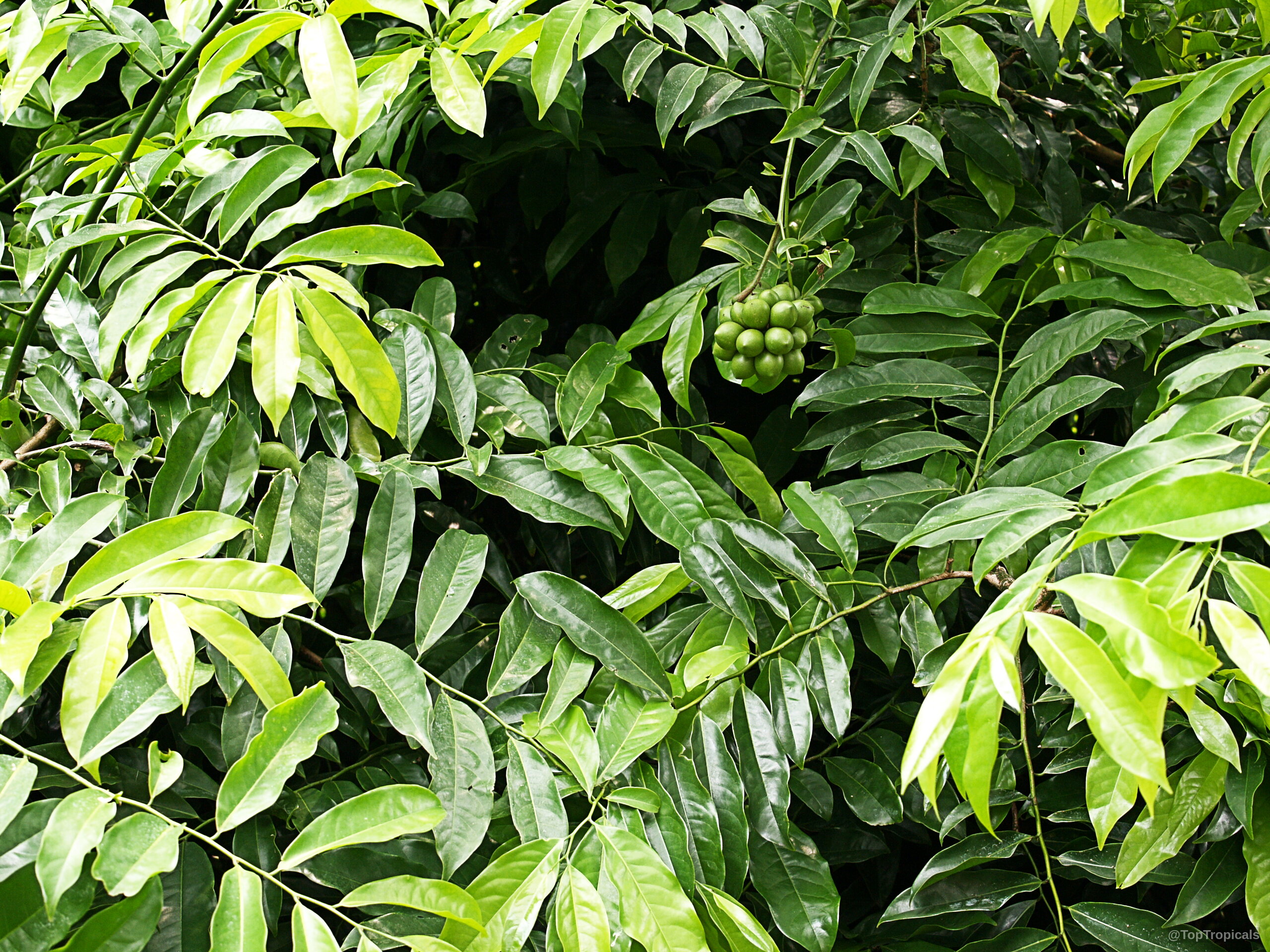Artabotrys hexapetalus (Ylang Ylang Vine) with pointed leaves and a small cluster of round green fruit. Artabotrys hexapetalus (Ylang Ylang Vine) with lush green leaves and a cluster of green fruit.