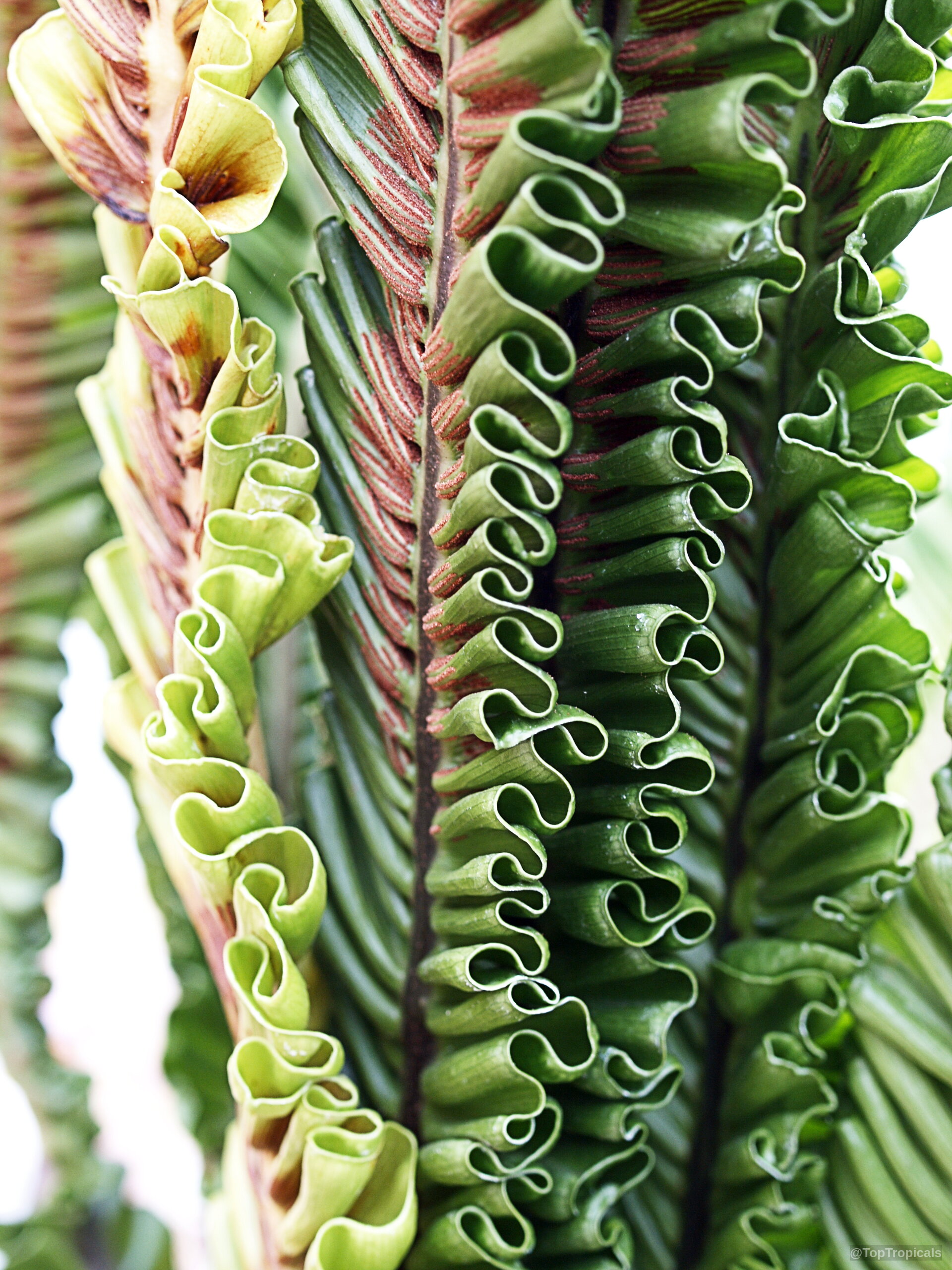 Asplenium nidus (Bird's Nest Fern) with wavy green leaves and brown edges in close focus. Asplenium nidus (Bird's Nest Fern) green ruffled leaves close up with brown textured edges.