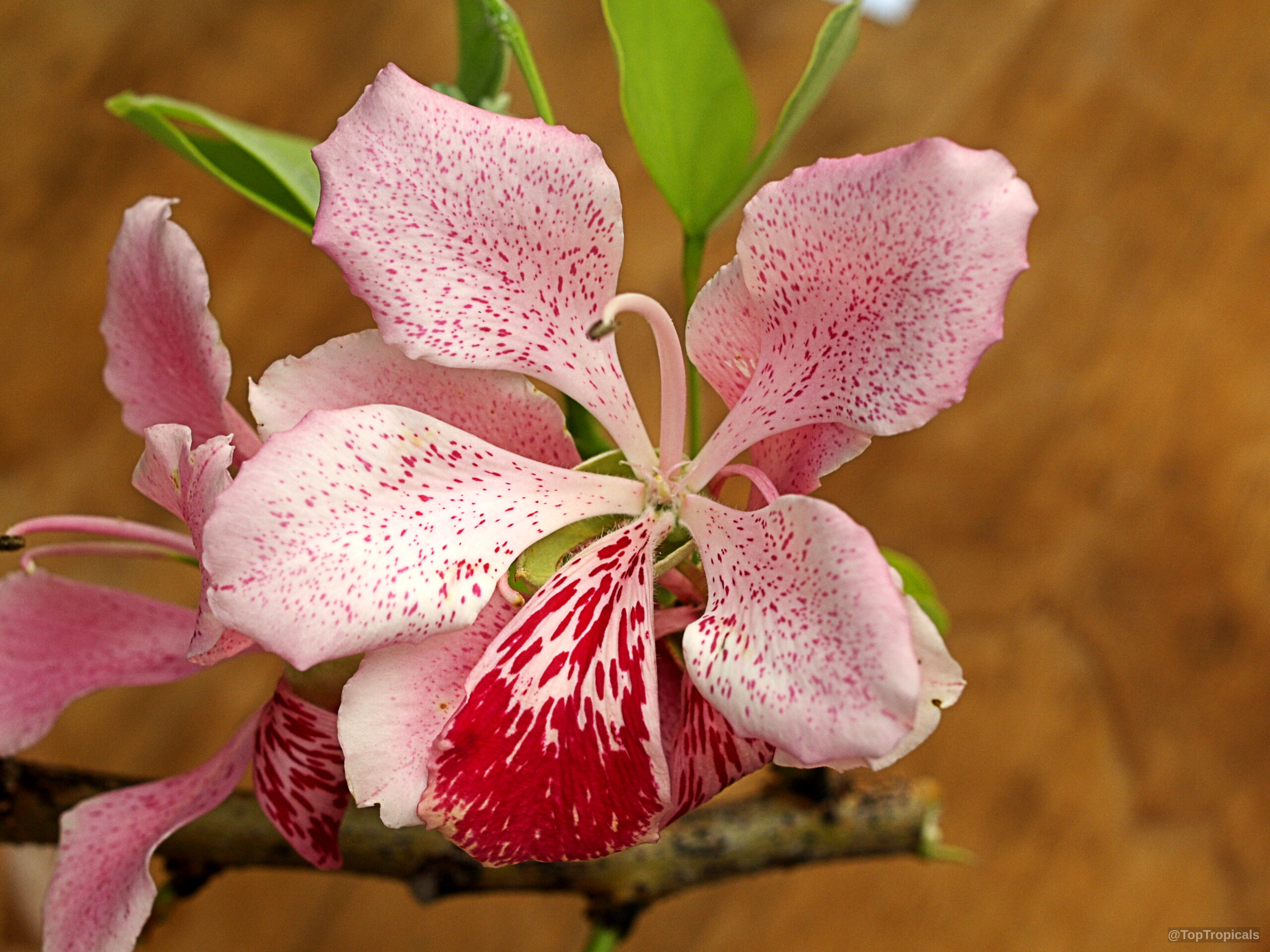 Bauhinia monandra (Orchid tree) flower with light pink petals and bold red inner markings. Bauhinia monandra (Orchid tree) pink flower with red spots, close up, soft natural lighting.