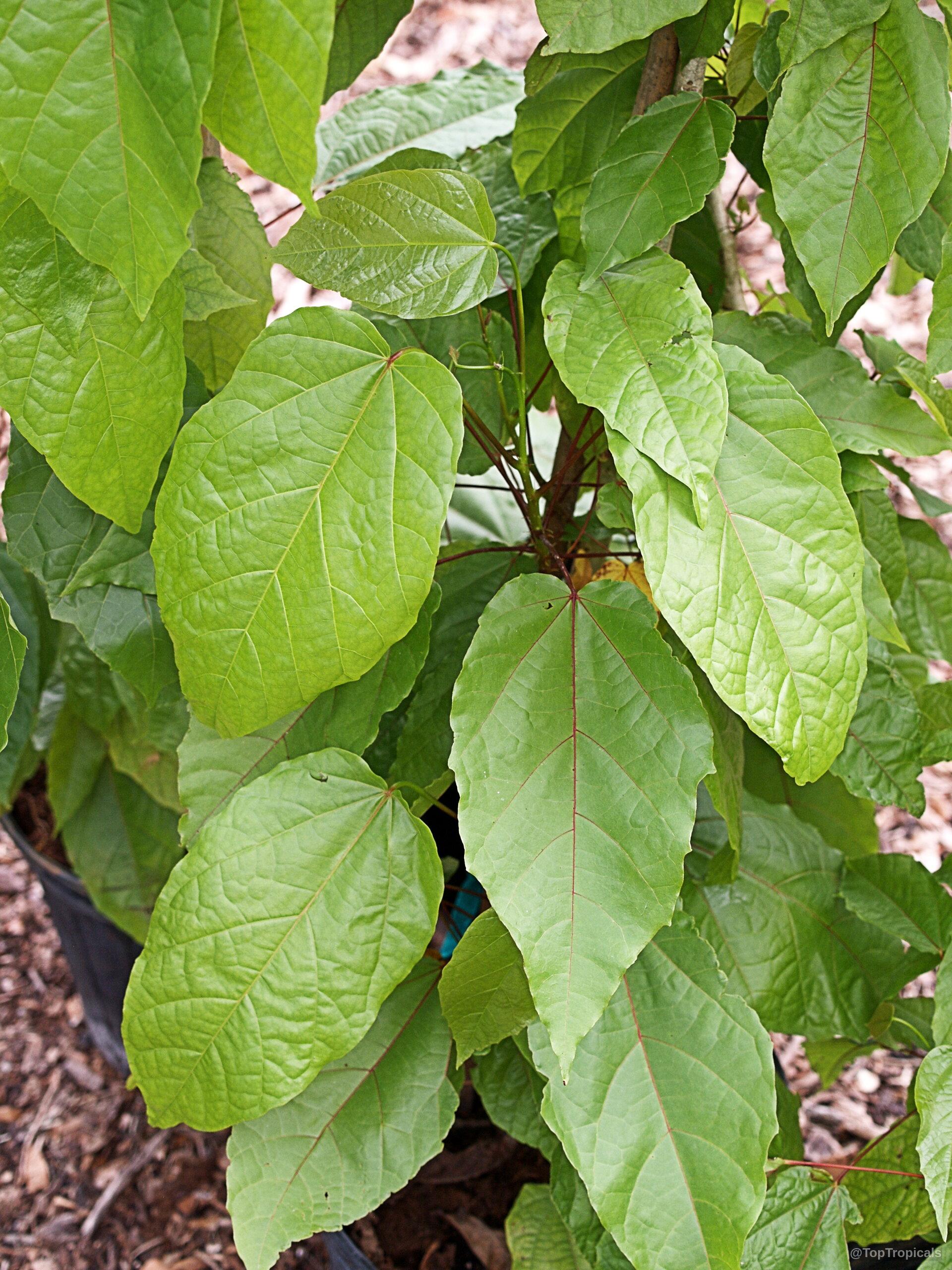 Berrya cordifolia (Malibayo) plant with textured light green leaves and thin reddish leaf stems
