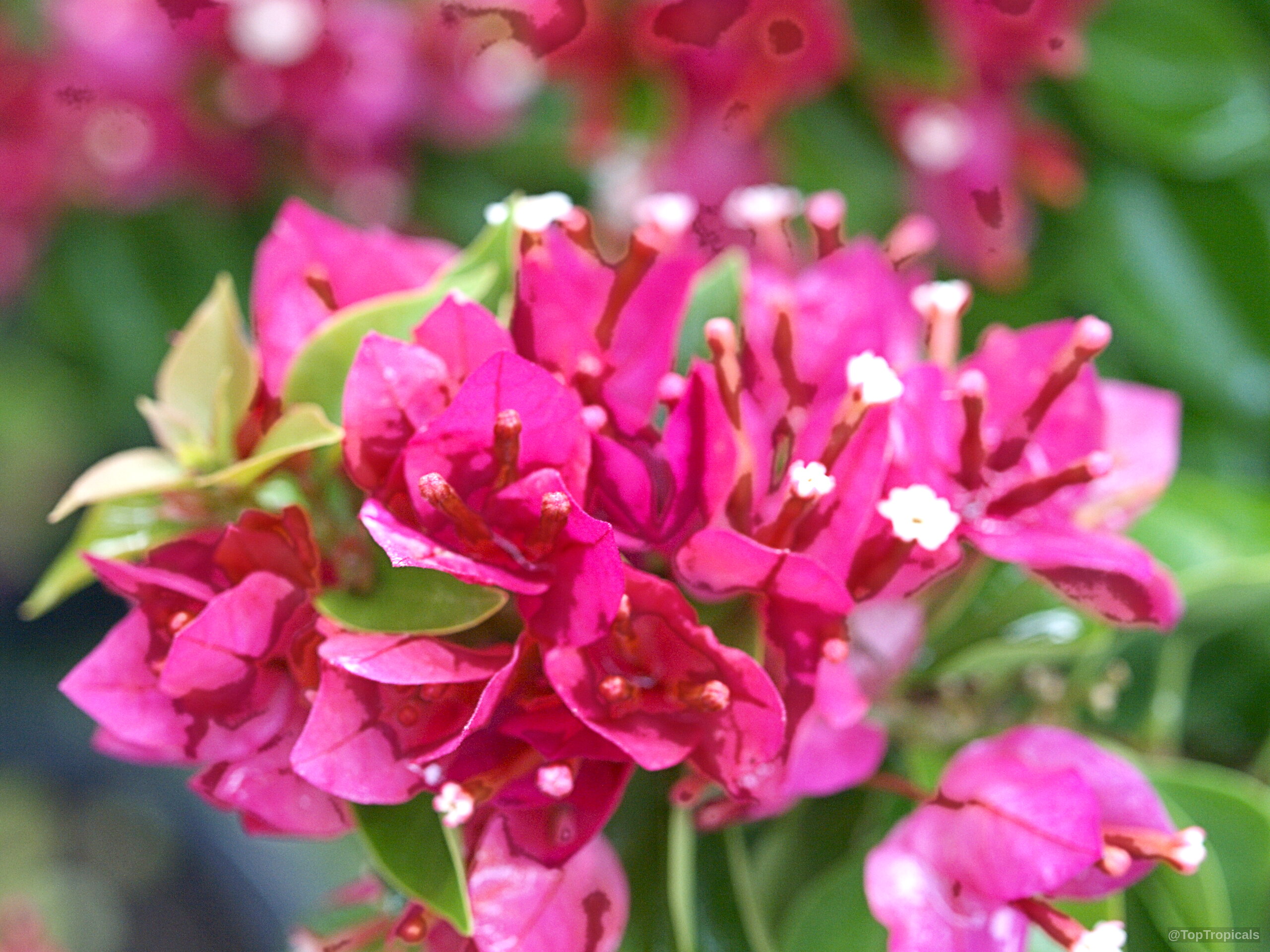Bougainvillea arborea (Dwarf Bonsai Bougainvillea) 'Dwarf' displays vibrant hot pink bracts with small white flowers. Bougainvillea arborea (Dwarf Bonsai Bougainvillea) 'Dwarf' hot pink flower cluster close up