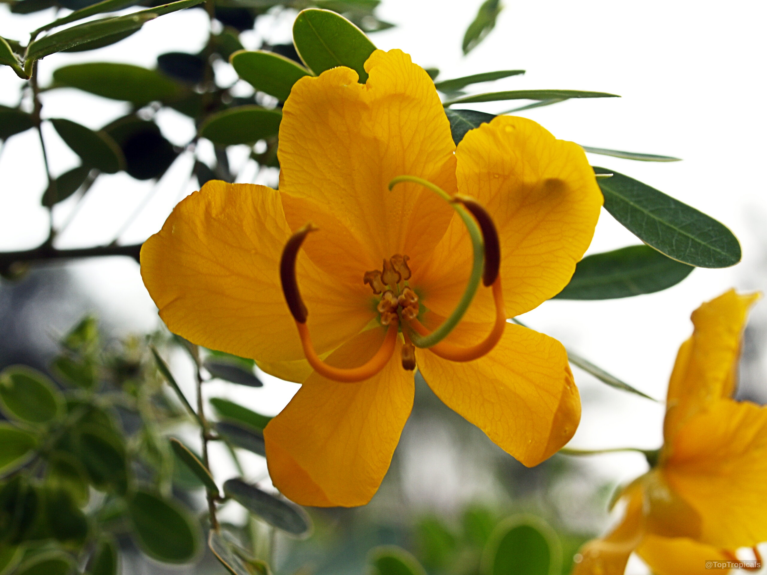 Cassia spectabilis (Cassia) flower showing curved stamens and rounded petals against soft green foliage Cassia spectabilis (Cassia) yellow flower close up capturing the golden petals and delicate center