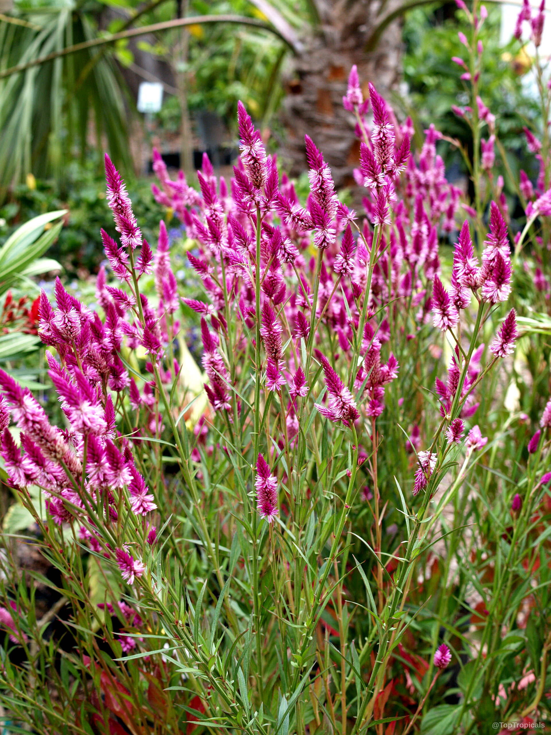 Celosia spicata (Amaranth Celosia) with dense pink flower spikes rising above narrow green leaves. Celosia spicata (Amaranth Celosia) pink flowers on green plant close up