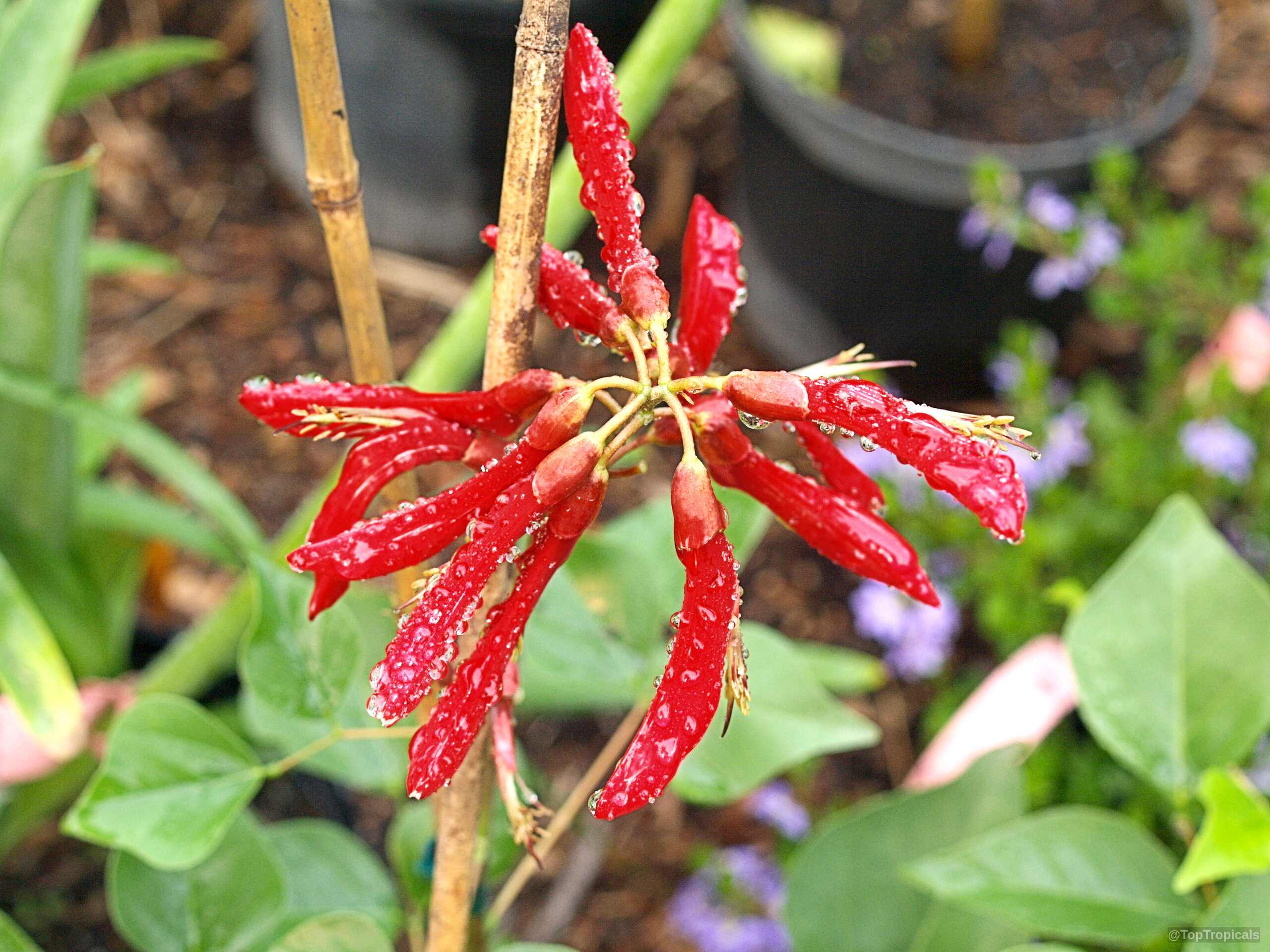 Erythrina bidwillii (Indian Coral Tree) red flower cluster with water droplets on narrow tubular petals. Erythrina bidwillii (Indian Coral Tree) red flower close up on a bamboo support stick.