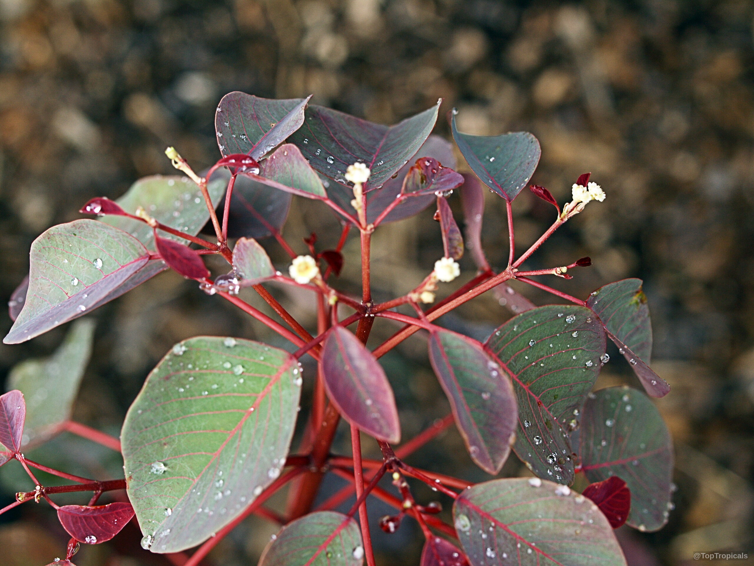 Euphorbia cotinifolia (Red spurge) with rounded burgundy leaves covered in small morning water droplets Euphorbia cotinifolia (Red spurge) with deep burgundy leaves and small white flower clusters close up