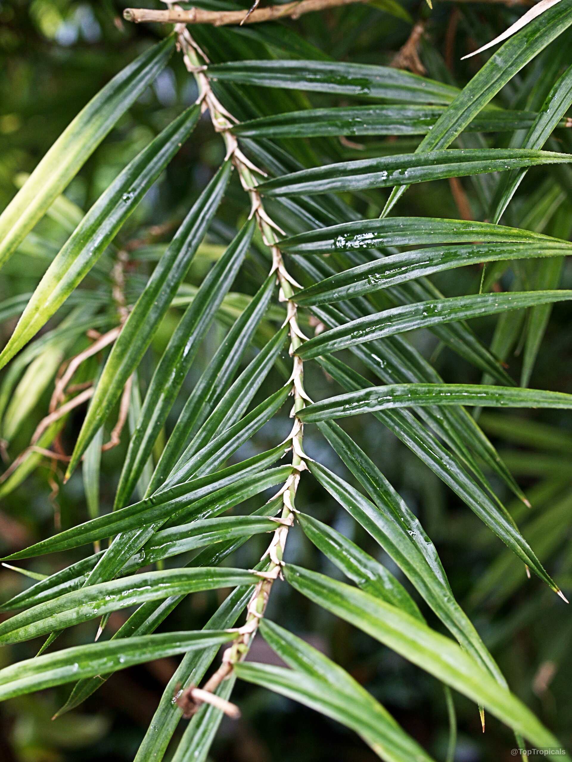 Freycinetia cumingiana (Climbing Pandanus) stems with long, narrow green leaves arranged along the thick woody stem. Freycinetia cumingiana (Climbing Pandanus) green leaves, close up of elongated foliage on a branch.