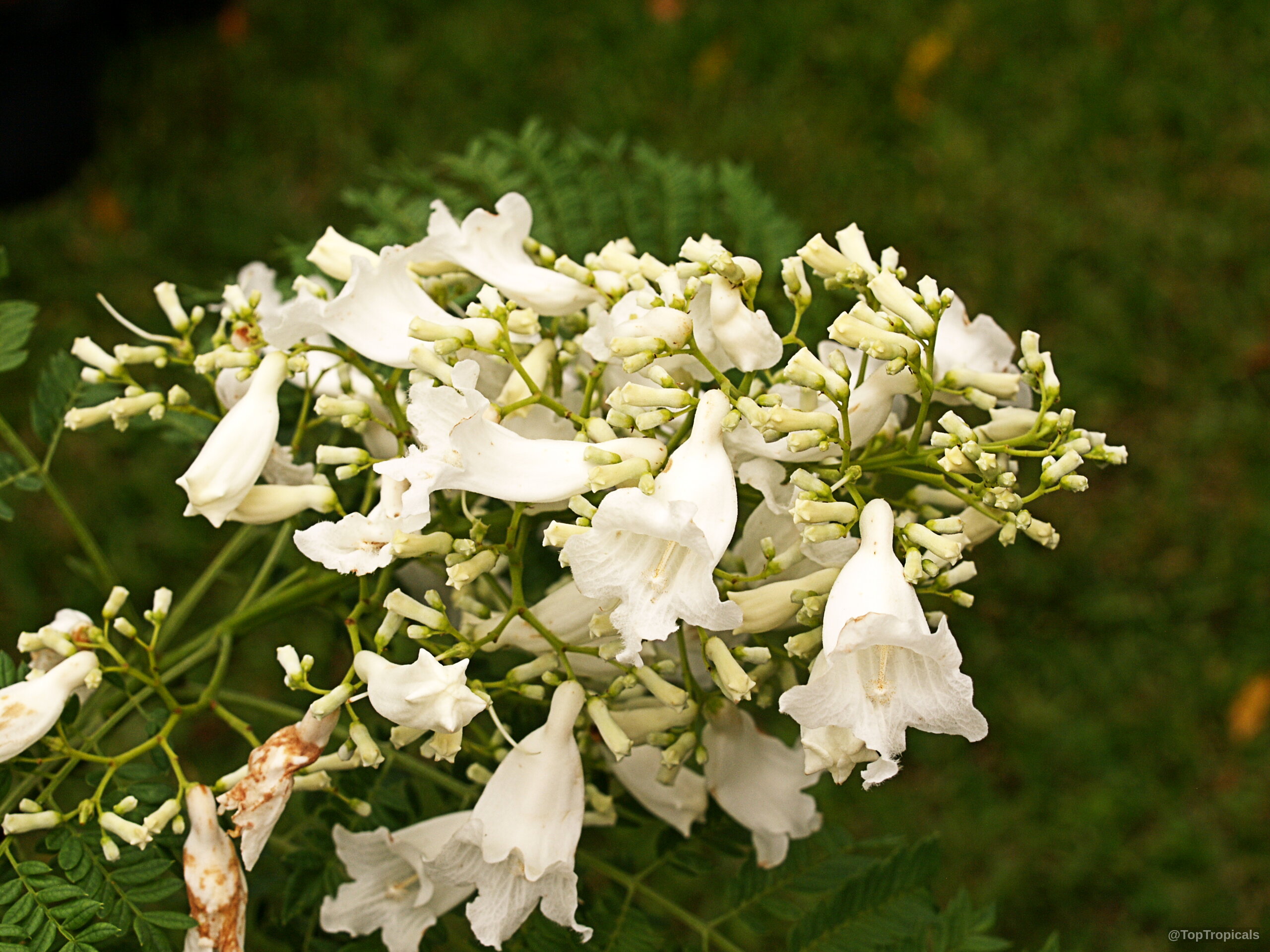 Jacaranda mimosifolia (Jacaranda) white flower cluster with delicate petals against dense green leaves. Jacaranda mimosifolia (Jacaranda) white flower close up on green foliage background.
