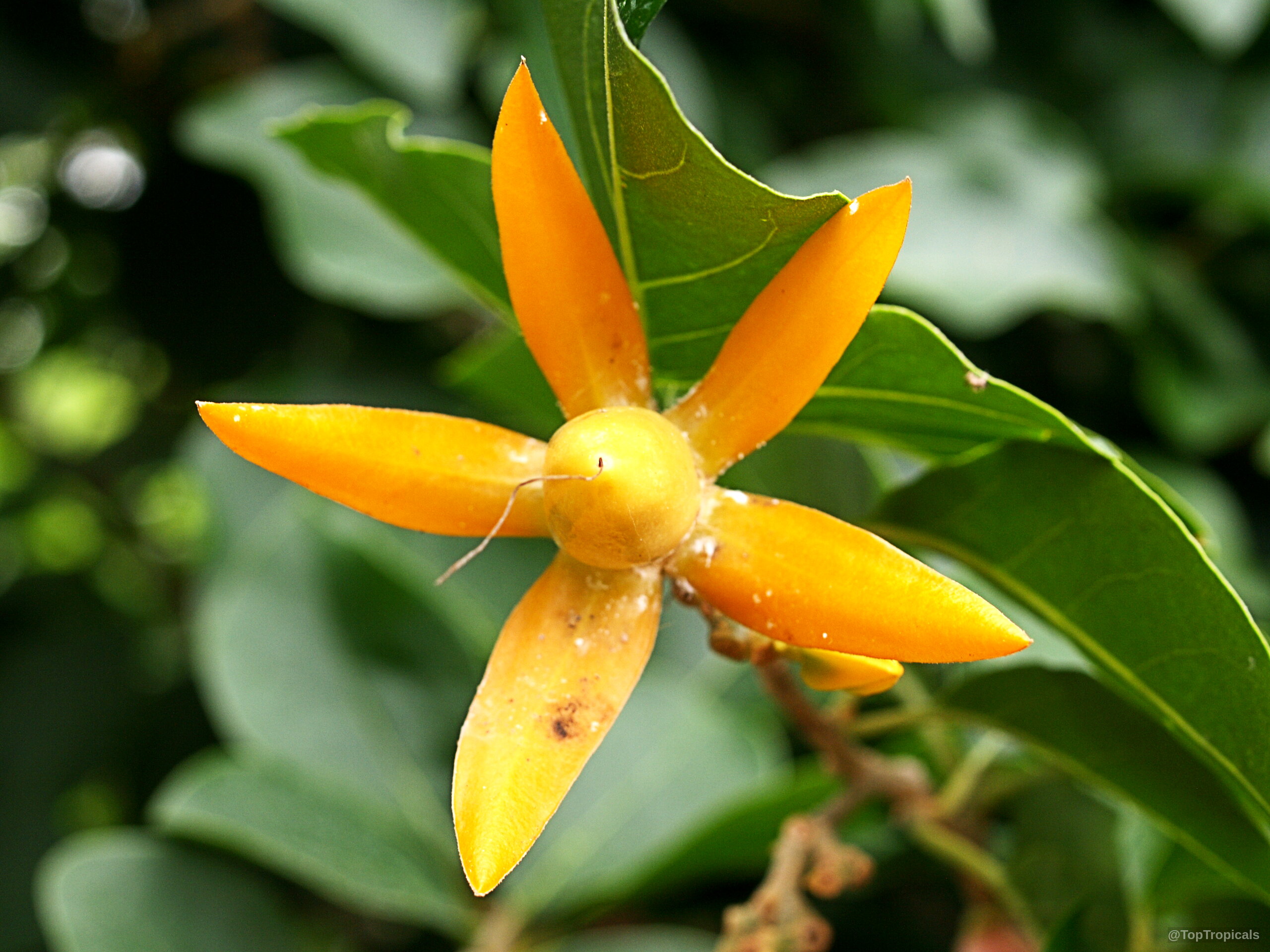 Juanulloa aurantiaca (Gold Finger Plant) orange flower with pointed petals and green foliage surroundings Juanulloa aurantiaca (Gold Finger Plant) orange flower close up with green leaves background