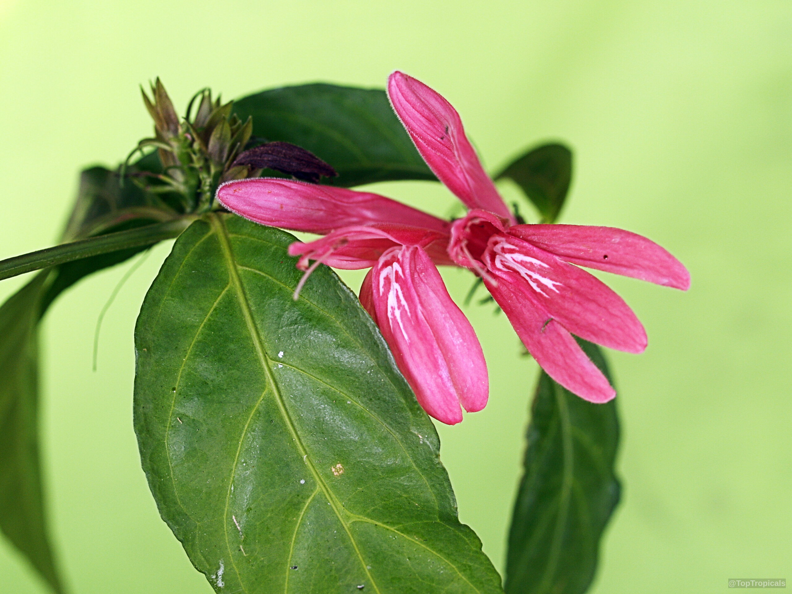 Justicia brasiliana (Pink Justicia) showing narrow pink flower petals against deep green waxy leaves. Justicia brasiliana (Pink Justicia) with vibrant pink flower close up on green foliage background