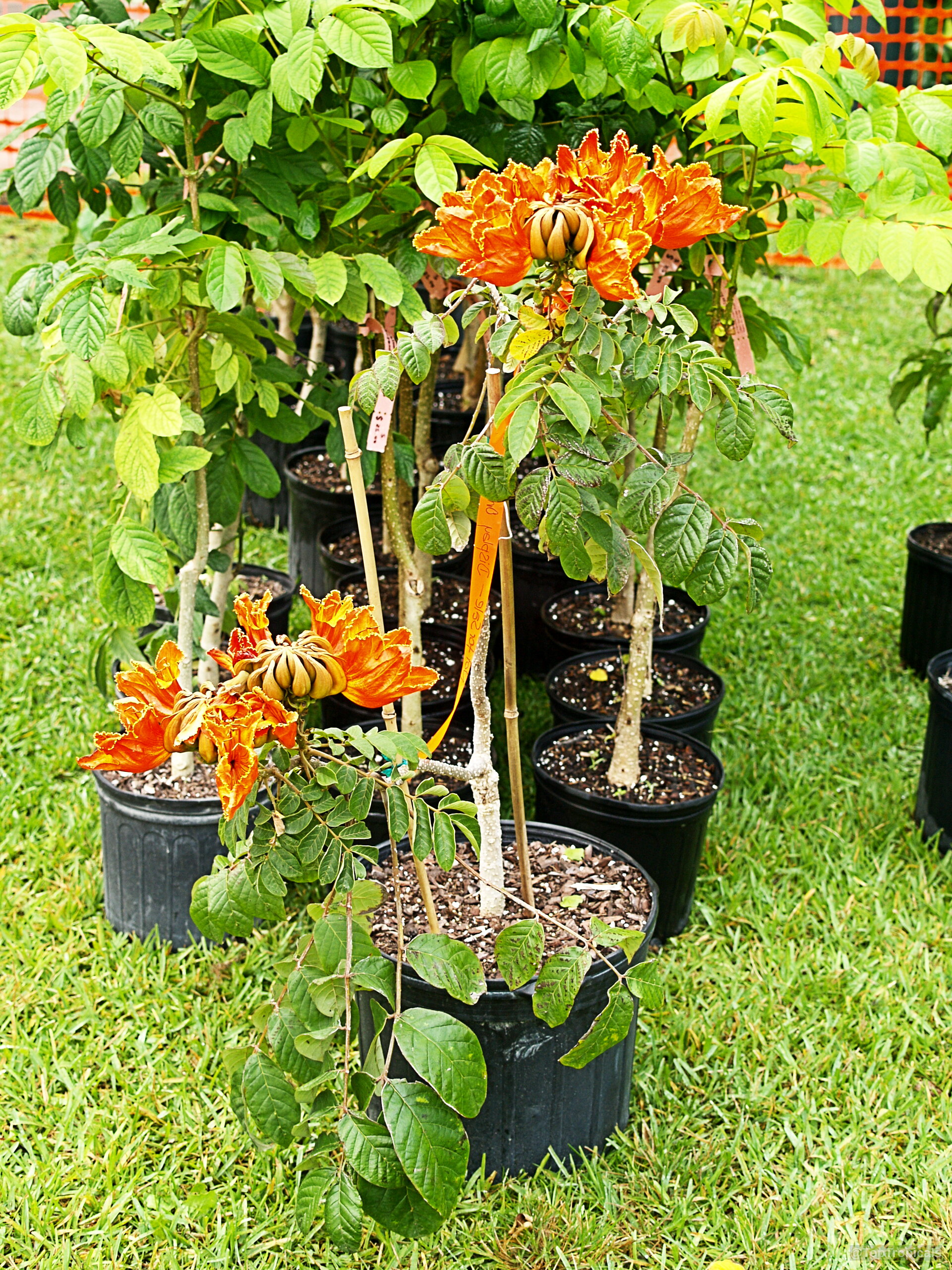 Spathodea campanulata (African Tulip Tree) orange flowers on young woody stems inside black nursery pots. Spathodea campanulata (African Tulip Tree) with orange flowers on a plant in black pots.