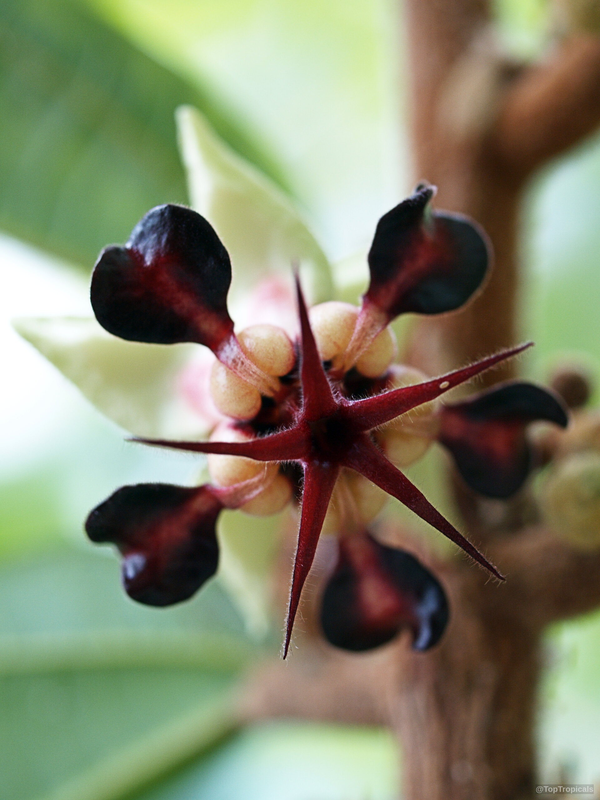 Theobroma grandiflorum (Cupuasu) flower with dark red petals and yellow center in close up view. Theobroma grandiflorum (Cupuasu) dark red and yellow flower, close up of exotic tropical bloom.