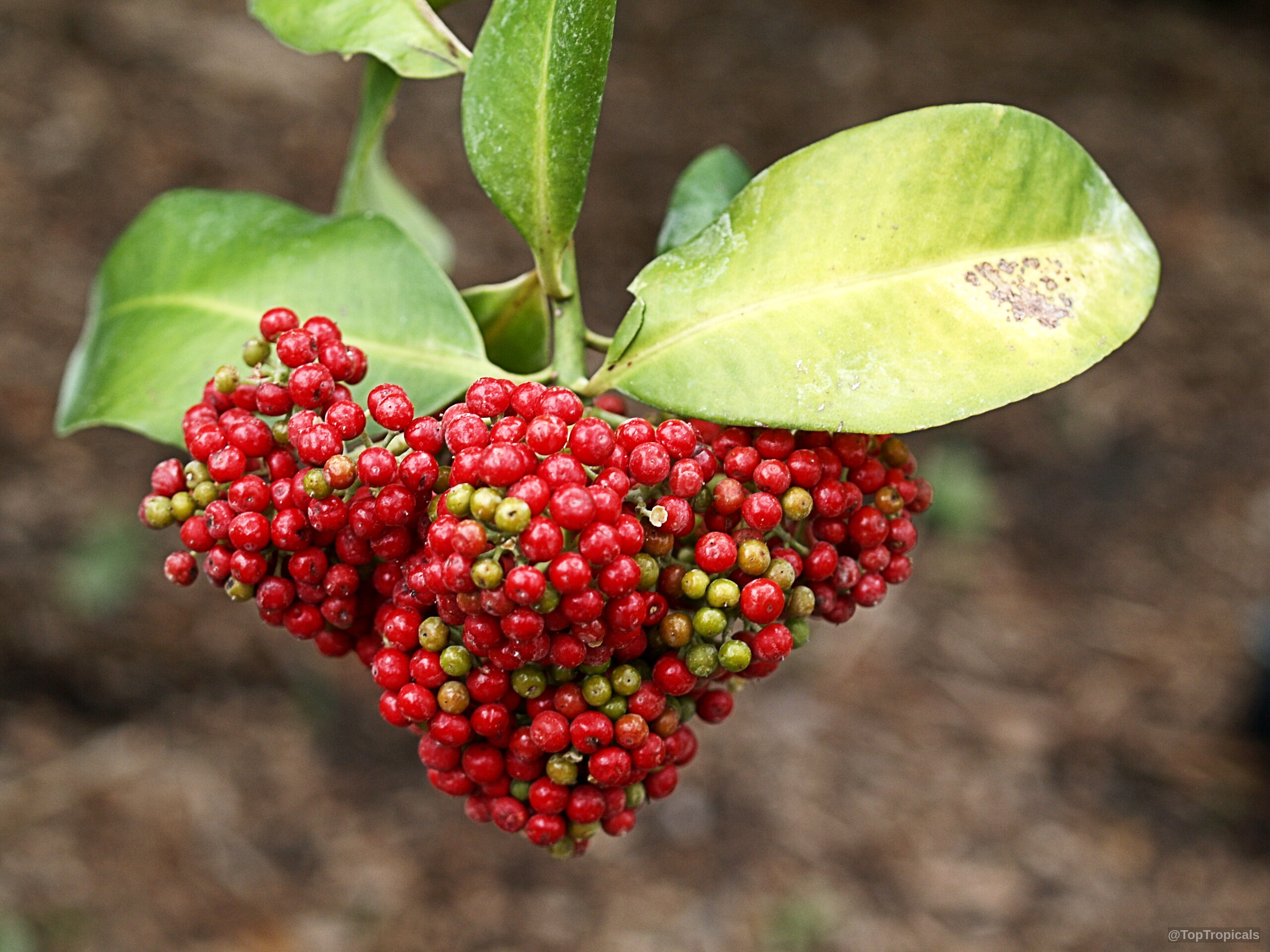 Wallenia laurifolia (Dominican Beauty) showing a dense cluster of round red fruit among green leaves. Wallenia laurifolia (Dominican Beauty) plant with clusters of small red fruit and green leaves.