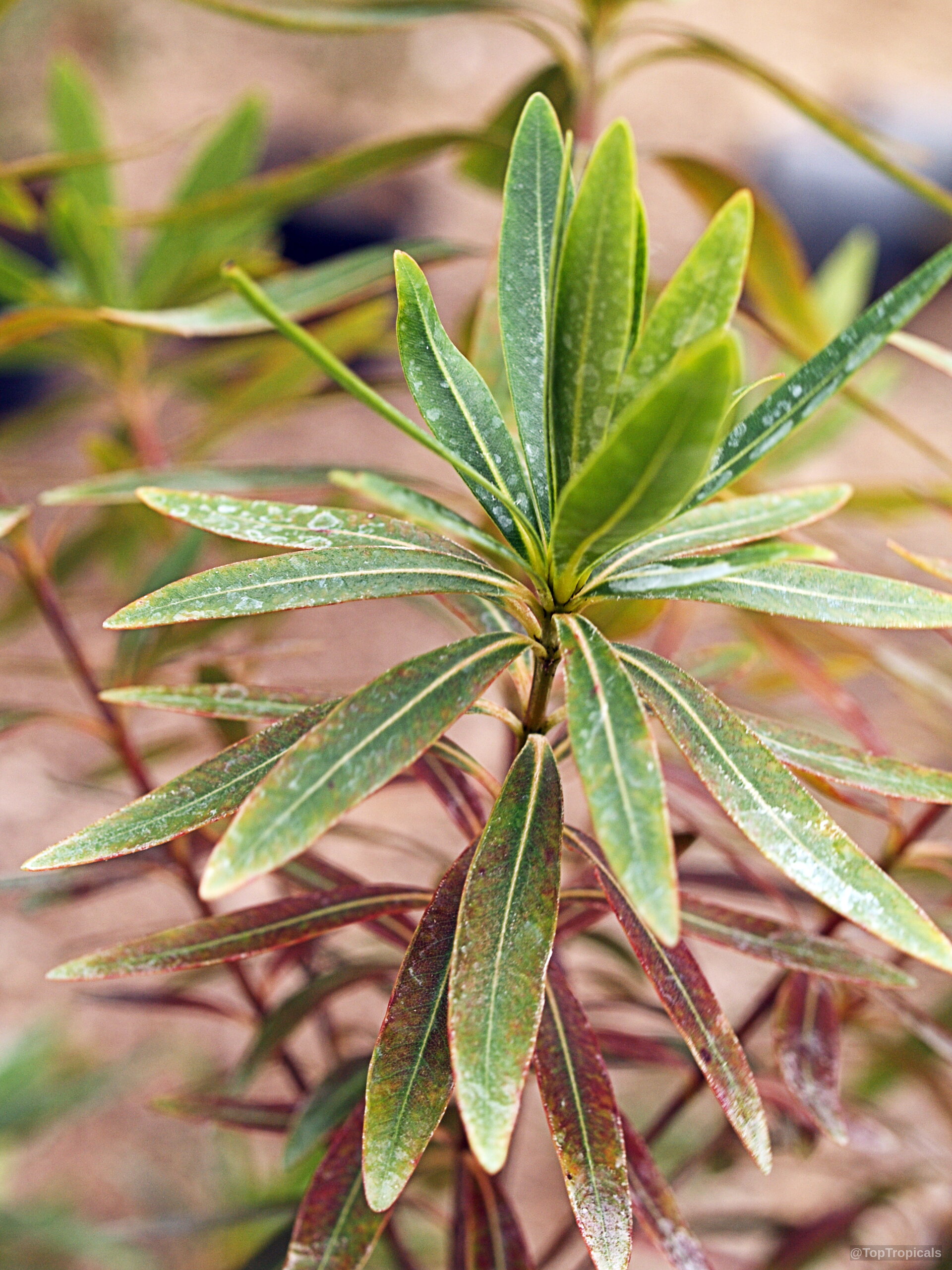Xanthostemon verticillatus (Little Penda) green leaves radiate from the center of the stem. Xanthostemon verticillatus (Little Penda) green leaves in a close up plant photo.