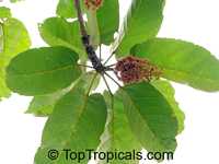 Sterculia tragacantha, Gum Tragacanth, Sterculia

Click to see full-size image