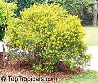 Galphimia gracillis, Galphimia gracilis, Galphimia glauca, Thriallis, Rain of Gold, Spray of Gold