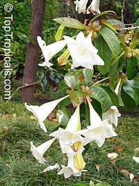 Portlandia grandiflora, Bell Flower, Glorious Flower of Cuba, White Horse Flower, Tree Lily

Click to see full-size image