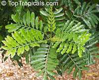 Filicium decipiens , Japanese Fern Tree 

Click to see full-size image