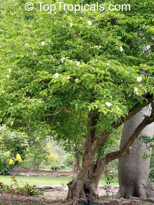 Oncoba spinosa, Fried Egg Tree, Snuff-box Tree