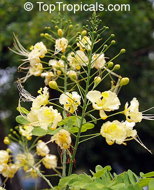Caesalpinia pulcherrima, Peacock Flower, Barbados Pride, Dwarf Poinciana, Barbados Flower-fence, Gold Mohur. Caesalpinia pulcherrima var. Lemon Lace